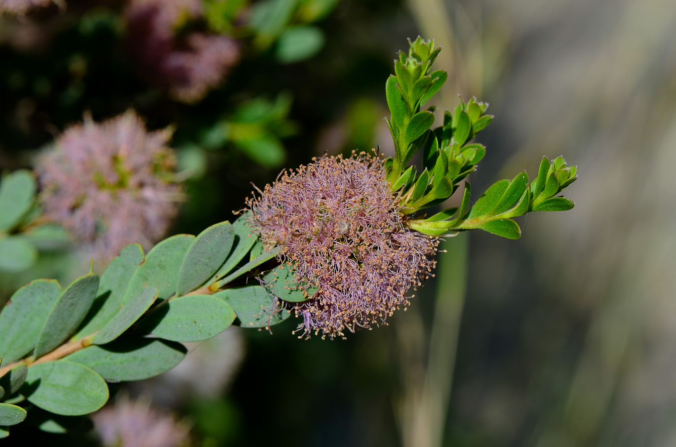 Image of Melaleuca nesophila specimen.