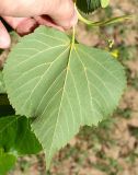 Tilia cordata. Нижняя поверхность листа. Санкт-Петербург. 2 июня 2009 г.