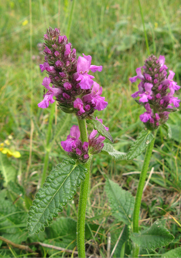 Изображение особи Betonica officinalis.