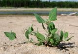 Atriplex nudicaulis