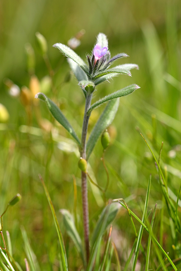 Изображение особи Buglossoides arvensis.