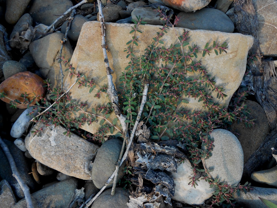 Image of Euphorbia maculata specimen.