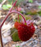 Fragaria vesca
