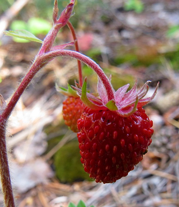 Изображение особи Fragaria vesca.