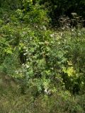 Cirsium chlorocomos