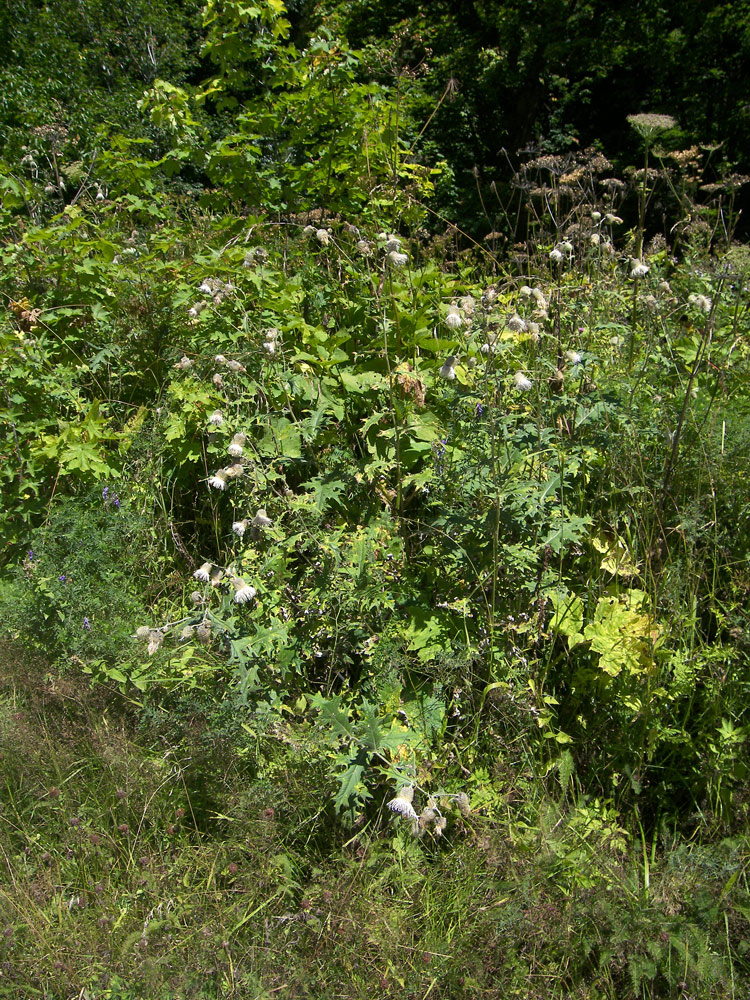 Изображение особи Cirsium chlorocomos.