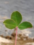 Trifolium hybridum