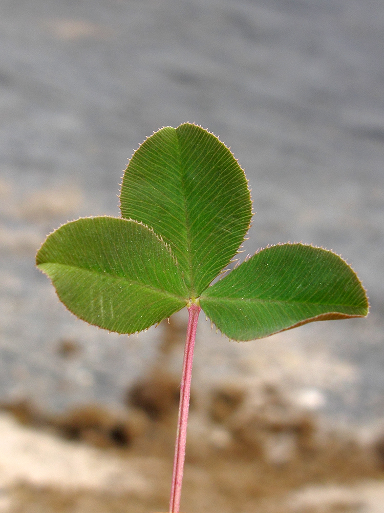 Изображение особи Trifolium hybridum.