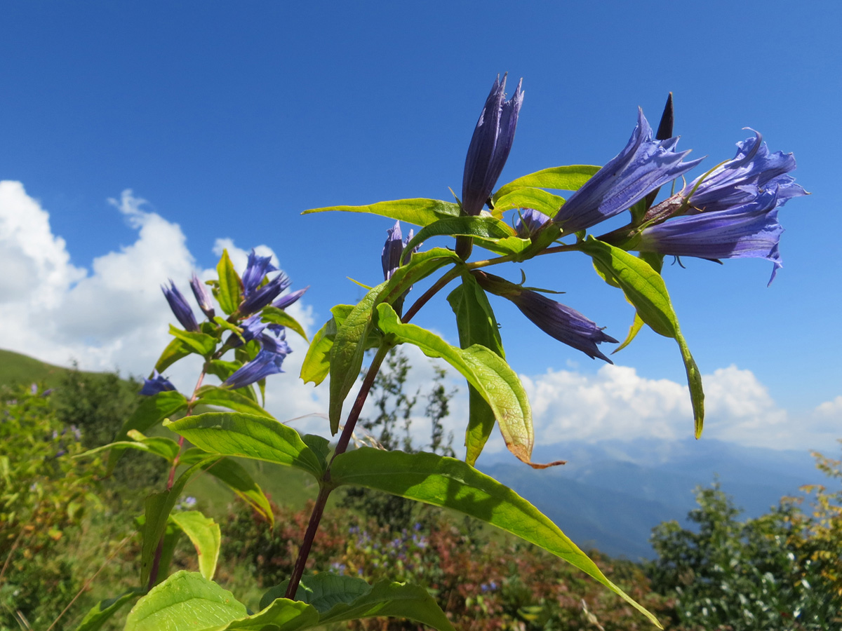 Изображение особи Gentiana schistocalyx.