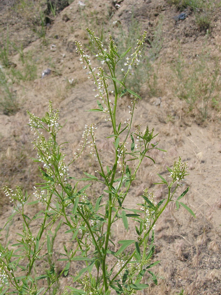 Image of Melilotus wolgicus specimen.