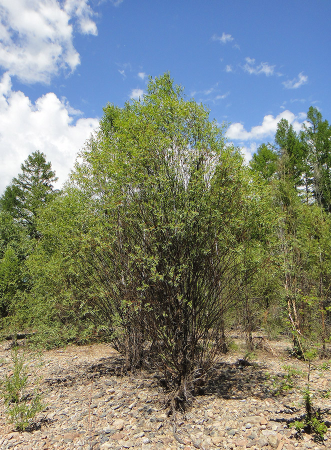 Image of Chosenia arbutifolia specimen.
