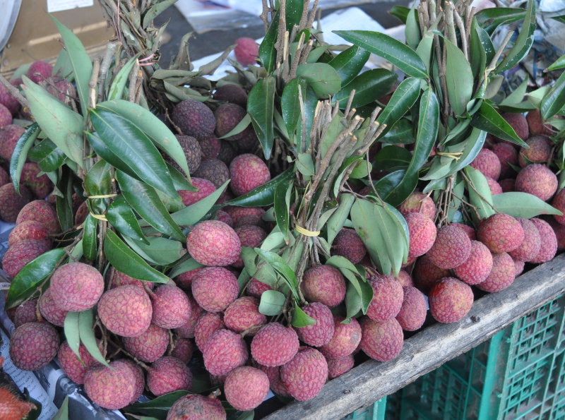 Image of Litchi chinensis specimen.