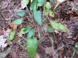 Betonica officinalis. Побег. Беларусь, г. Гродно, лесомассив Пышки. 13.10.2013.