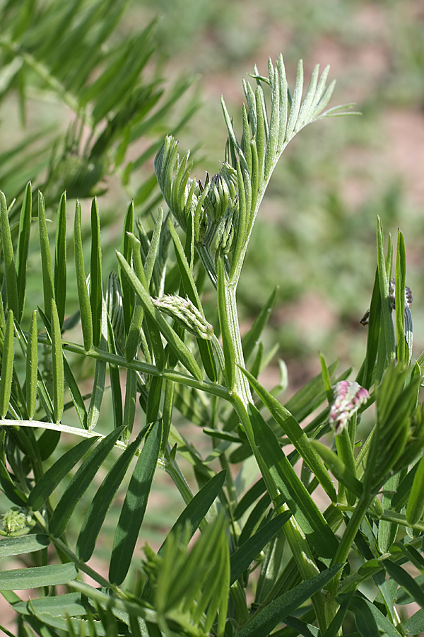 Image of Vicia tenuifolia specimen.