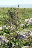 Phlomoides brachystegia. Цветущее растение. Южный Казахстан, горы Каракус, плато. 16.05.2013.