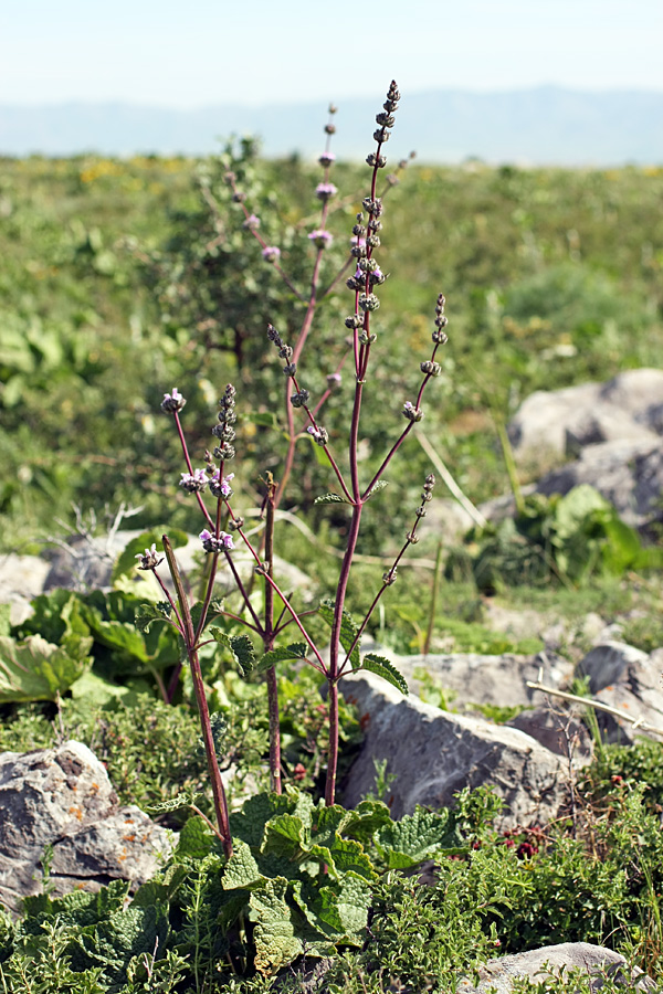 Image of Phlomoides brachystegia specimen.