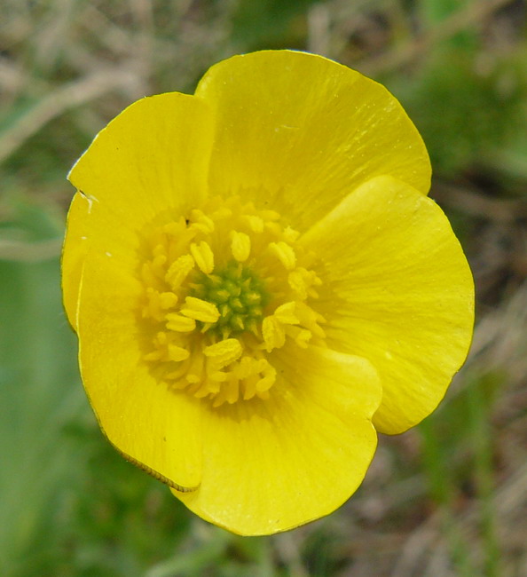 Image of genus Ranunculus specimen.