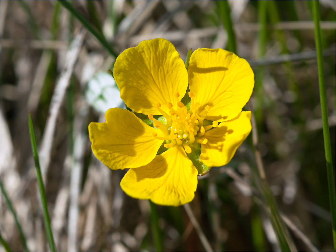 Image of Potentilla anserina ssp. groenlandica specimen.