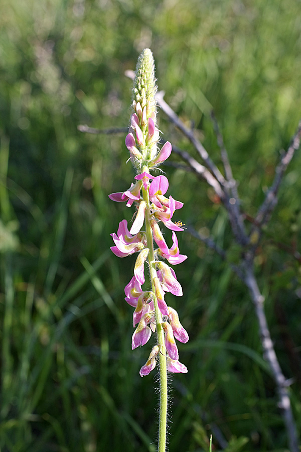 Image of Onobrychis grandis specimen.