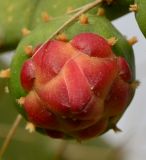 Opuntia cochenillifera