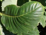 genus Quercus. Лист. Германия, г. Дюссельдорф, Ботанический сад университета. 04.09.2013.