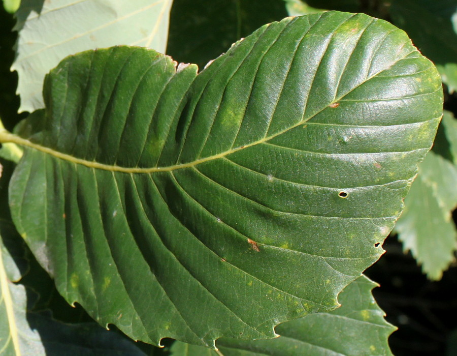 Изображение особи род Quercus.