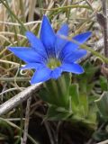 Gentiana karelinii