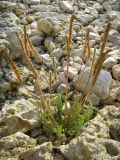 Plantago coronopus