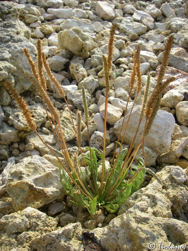 Изображение особи Plantago coronopus.