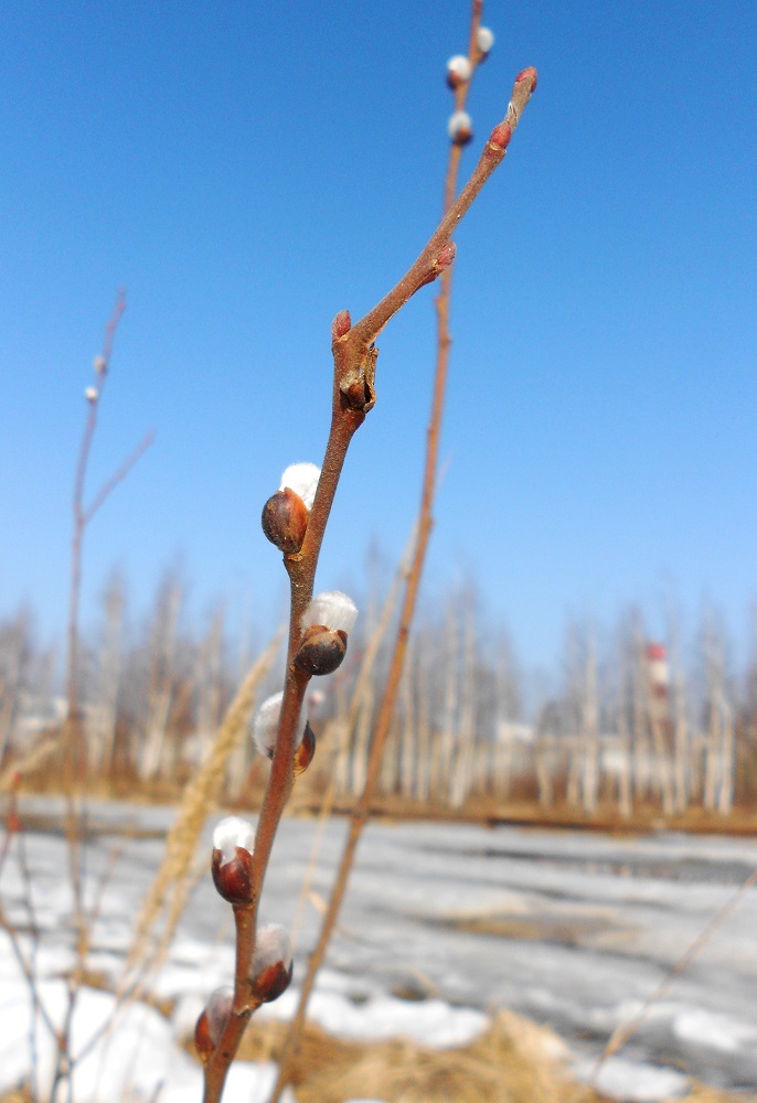 Image of Salix cinerea specimen.