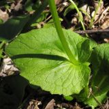 Doronicum orientale. Лист. Краснодарский край, Новороссийский р-н, гора Рябкова, дубово-грабовый лес. 23.03.2014.