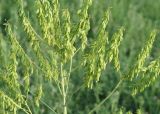 Isatis costata. Верхушка растения с незрелыми стручочками. Восточный Казахстан, Уланский р-н, окр. с. Украинка. 14.06.2005.