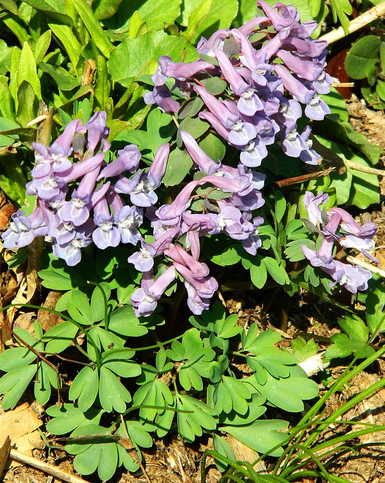 Image of Corydalis solida specimen.