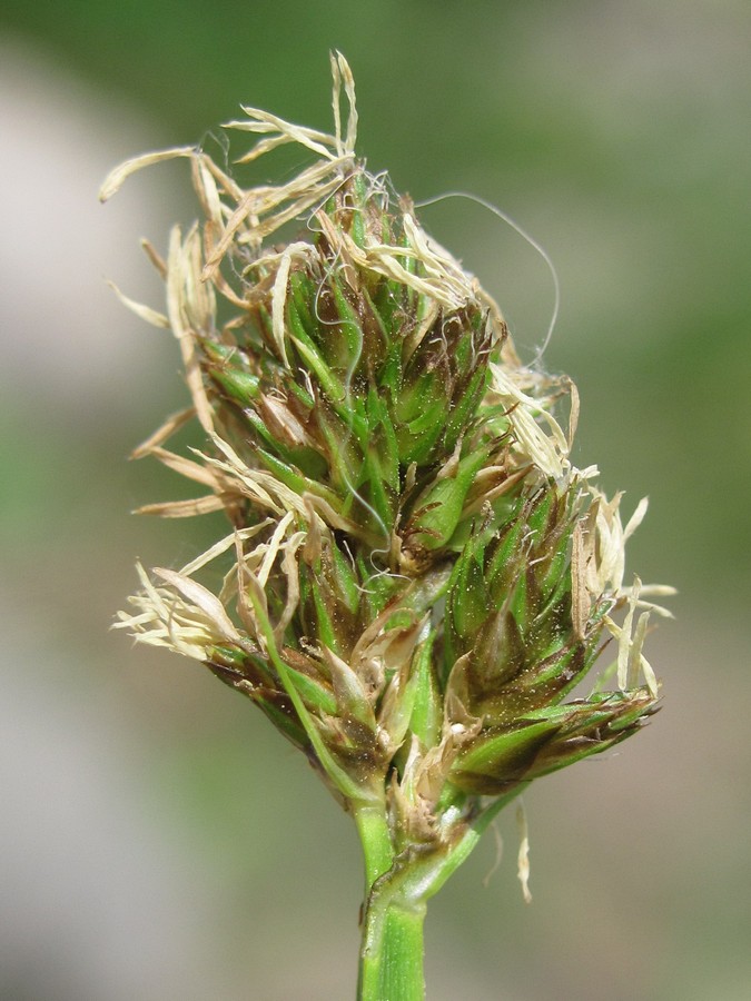 Image of Carex otrubae specimen.