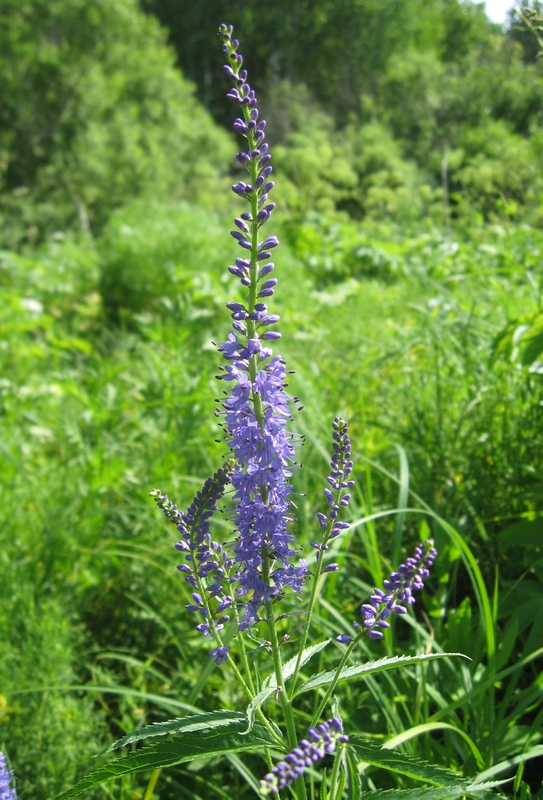 Изображение особи Veronica longifolia.