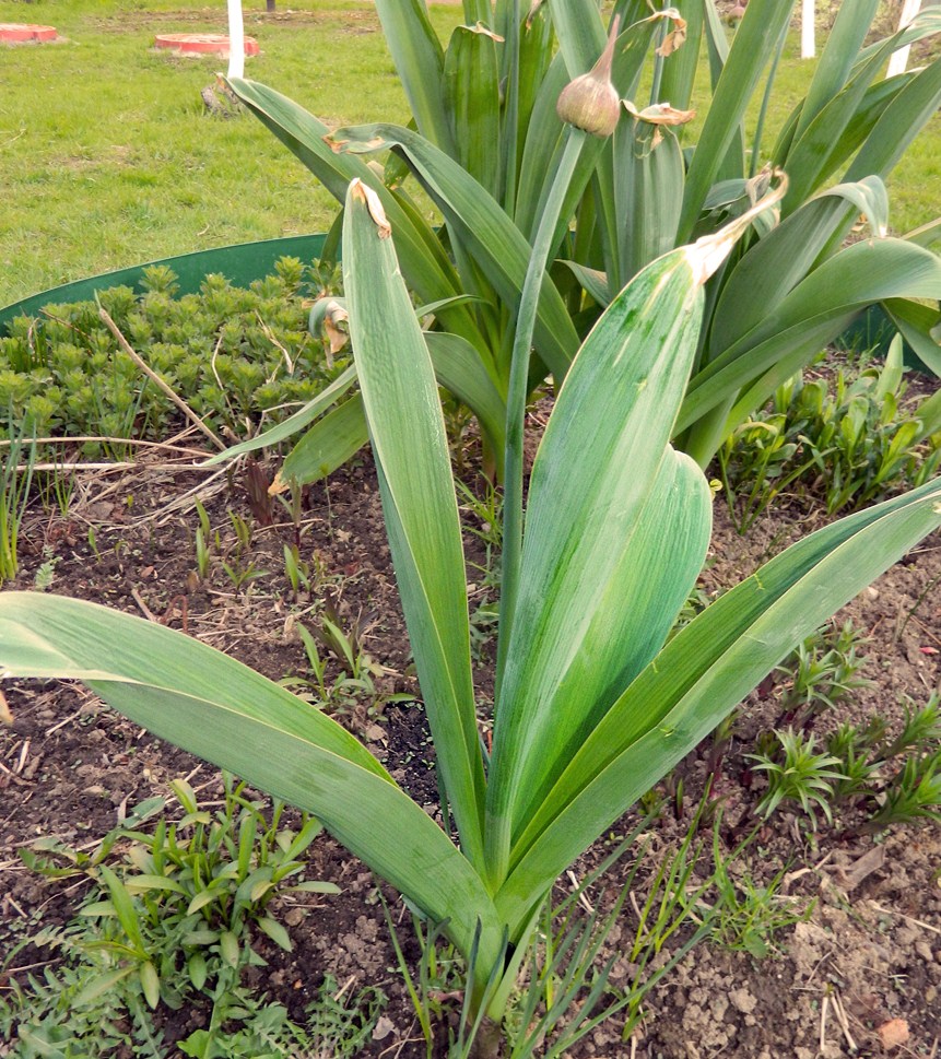 Изображение особи род Allium.