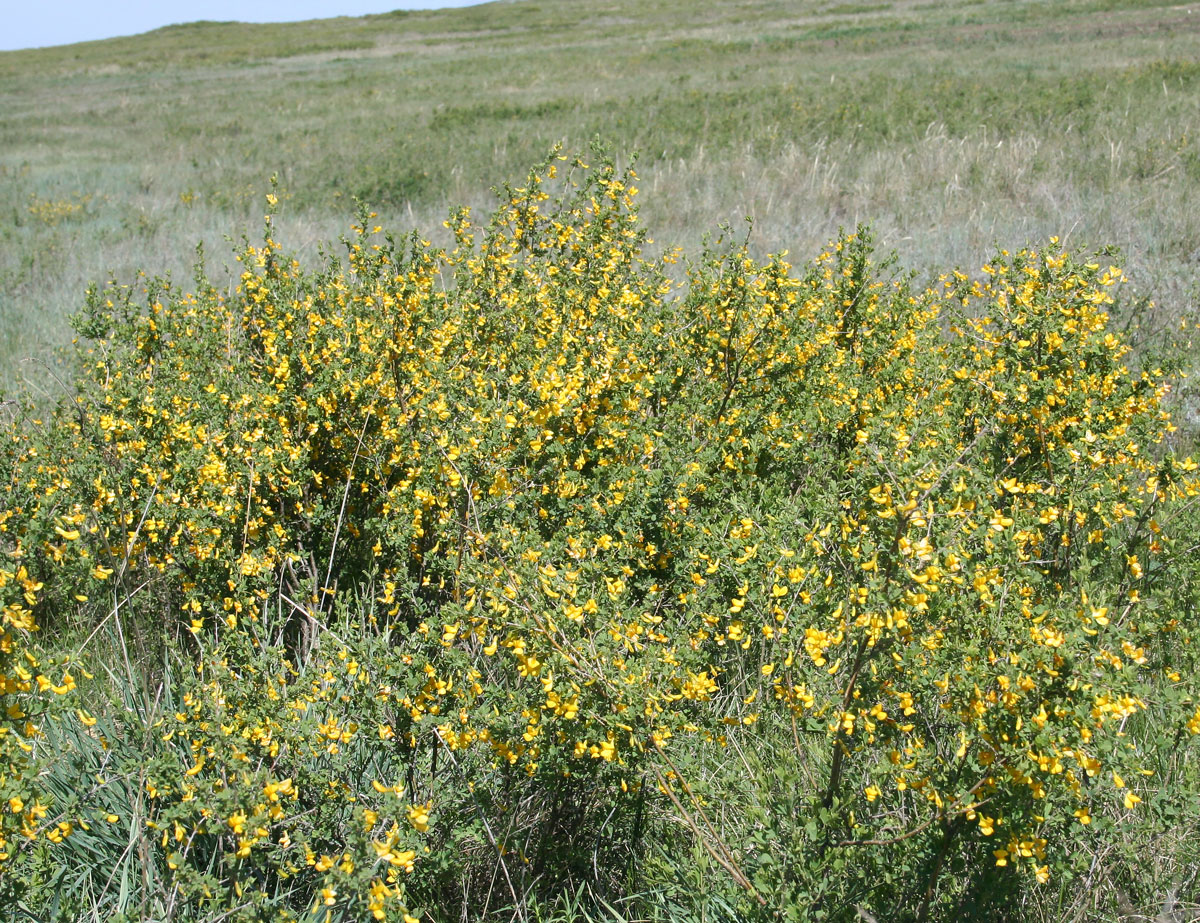 Image of Caragana frutex specimen.