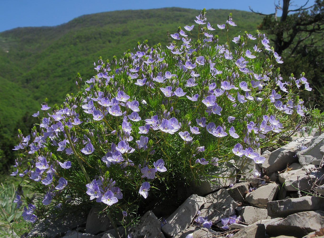 Image of Veronica filifolia specimen.