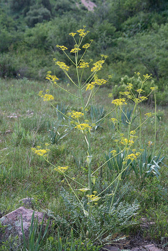 Image of Ferula samarkandica specimen.