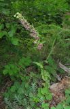 Epipactis helleborine