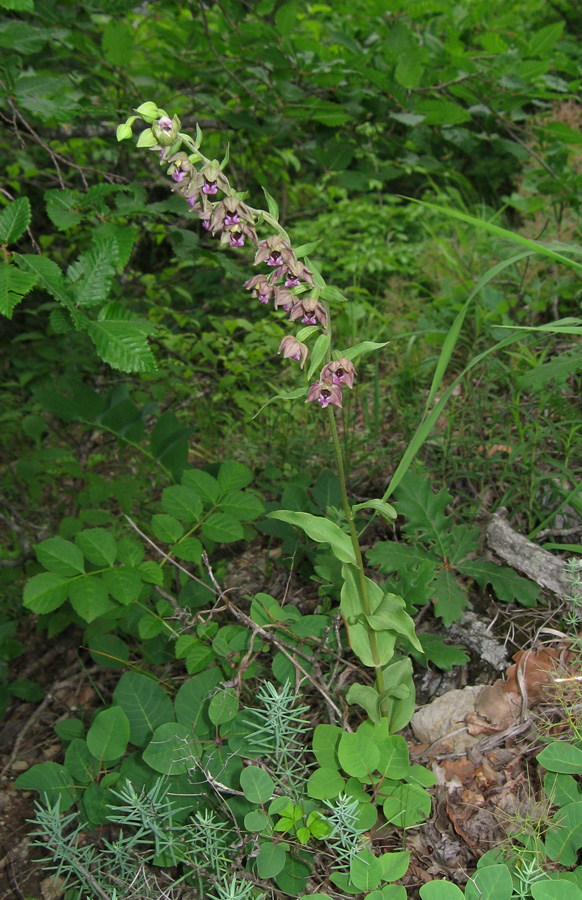 Изображение особи Epipactis helleborine.