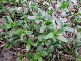 Cerastium holosteoides