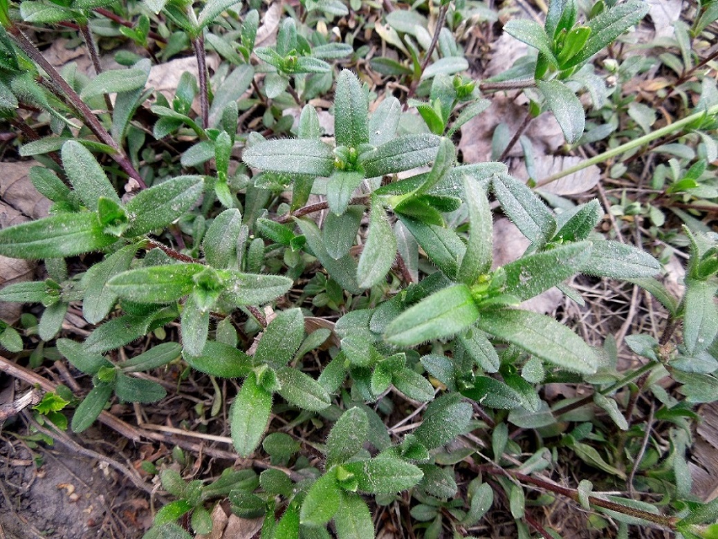 Image of Cerastium holosteoides specimen.