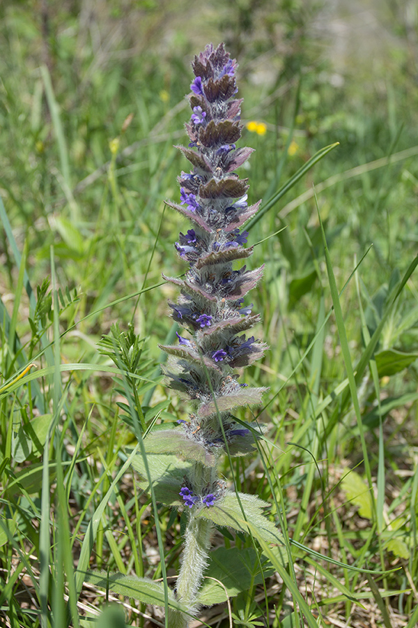 Image of Ajuga orientalis specimen.