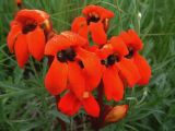 Phelypaea coccinea
