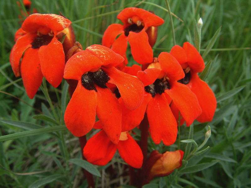 Image of Phelypaea coccinea specimen.