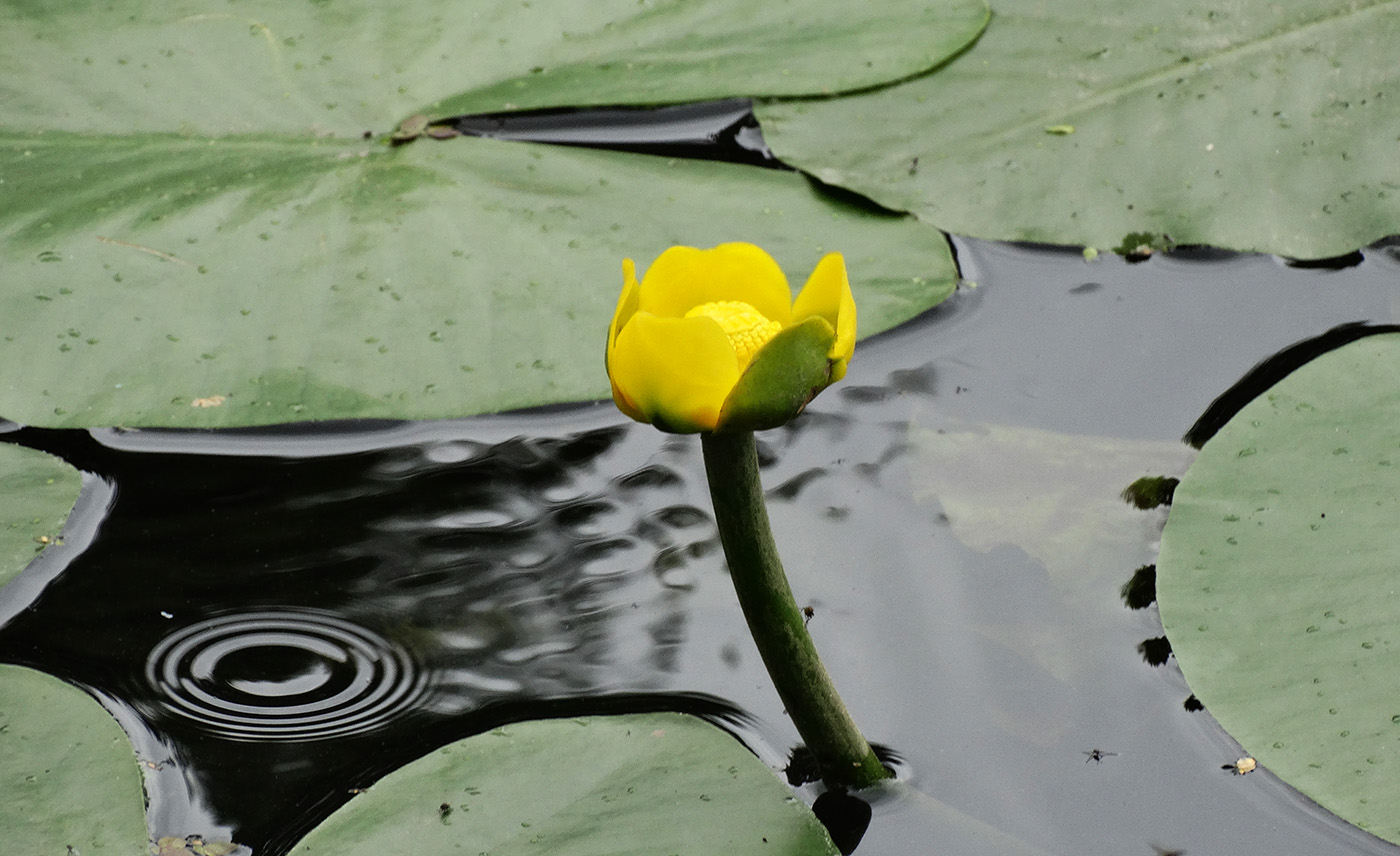 Изображение особи Nuphar lutea.