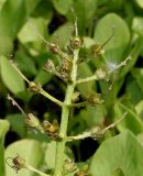 Menyanthes trifoliata. Соплодие с невызревшими плодами. Германия, г. Дюссельдорф, Ботанический сад университета. 02.06.2014.