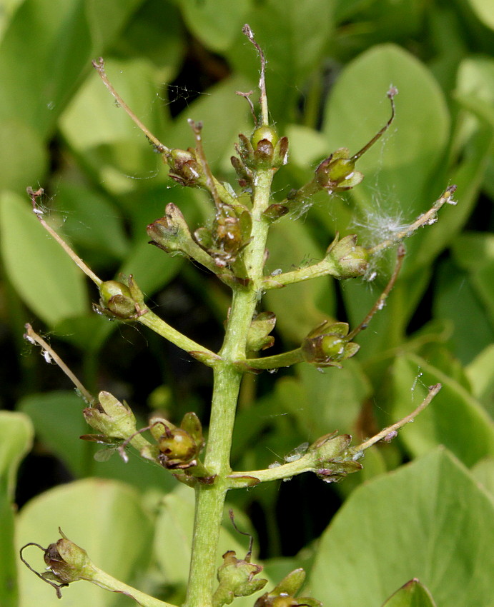 Image of Menyanthes trifoliata specimen.