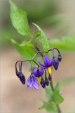 Solanum dulcamara. Соцветие. Ленинградская обл., Волосовский р-н, окр. дер. Малый Сабск, берег р. Луга. 29.06.2014.